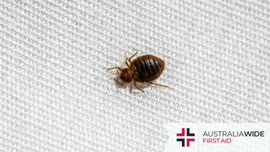 A bed bug walking across linen